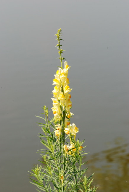 La flora della riserva naturale 